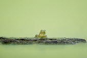 A small green frog sits on a log covered in duckweed on a completely green pond in soft overcast light Summer,amphibian,duckweed,eye,frog,green,soft light,water level,Common frog,Rana temporaria,Anura,Frogs and Toads,Amphibians,Amphibia,Ranidae,Ranids,Chordates,Chordata,Rana Bermeja,Aquatic,liui,tempor