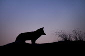 A red fox pauses for a moment on the top of a sand dune against the purple and blue dusk sky blue,Silhouette,cold,dusk,fox,fur,orange,purple,red fox,white,winter,Red fox,Vulpes vulpes,Chordates,Chordata,Mammalia,Mammals,Carnivores,Carnivora,Dog, Coyote, Wolf, Fox,Canidae,Renard Roux,Zorro Roj