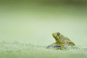 A small frog sits covered in duckweed on a submerged stick against a smooth green background amphibian,duckweed,eye,frog,green,shiny,soft light,water level,wet,Common frog,Rana temporaria,Anura,Frogs and Toads,Amphibians,Amphibia,Ranidae,Ranids,Chordates,Chordata,Rana Bermeja,Aquatic,liui,tem