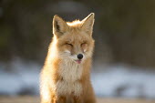 A red fox closes its eyes and sticks its tongue out as the sun shines on it Island Beach State Park,cold,fox,fur,orange,red fox,sitting,tongue,white,winter,Red fox,Vulpes vulpes,Chordates,Chordata,Mammalia,Mammals,Carnivores,Carnivora,Dog, Coyote, Wolf, Fox,Canidae,Renard Rou