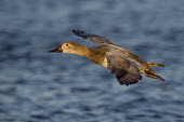 A female canvasback glides in to land on the water in the late evening sun blue,Canvasback,Waterfowl,brown,ducks,duck,bird,birds,flying,grey,sunlight,water,wings,Aythya valisineria,Ducks, Geese, Swans,Anatidae,Chordates,Chordata,Aves,Birds,Anseriformes,Aythya,Flying,Omnivoro