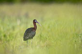 A glossy Ibis stands in a field of tall green grass on a sunny day Ray Hennessy ibis,wader,bird,birds,grass,green,iridescent,sunny,tall grass,white,Glossy ibis,Plegadis falcinellus,Ciconiiformes,Herons Ibises Storks and Vultures,Chordates,Chordata,Aves,Birds,Threskiornithidae,Ibises, Spoonbills,Ibis falcinelle,Australia,Europe,South America,falcinellus,Least Concern,Carnivorous,Asia,Plegadis,Wetlands,Flying,Ponds and lakes,Animalia,Africa,Estuary,North America,IUCN Red List,BIRDS,Glossy Ibis,IBISES,New Jersey,animal,black,ground level,low angle,wildlife