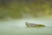 A transitioning tadpole is nearly a young frog except for the large tail brown,duckweed,eye,frog,green,soft light,tadpole,tail,wet,Common frog,Rana temporaria,Anura,Frogs and Toads,Amphibians,Amphibia,Ranidae,Ranids,Chordates,Chordata,Rana Bermeja,Aquatic,liui,temporaria,R