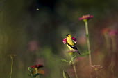 A bright male American goldfinch perches on a flower in a garden in the early morning sun with a small bee flying nearby American goldfinch,goldfinch,finch,finches,bird,birds,bee,early,flower,garden,green,insect,male,morning,perched,pink,sunny,Carduelis tristis,Chordates,Chordata,Aves,Birds,Perching Birds,Passeriformes,