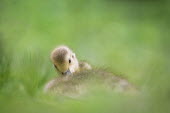 A small gosling tucks its head in while laying in tall green grass Canada goose,goose,geese,bird,birds,Waterfowl,cute,duck,fuzzy,goslings,grass,green,overcast,preening,sitting,small,soft light,Branta canadensis,Chordates,Chordata,Ducks, Geese, Swans,Anatidae,Aves,Bir