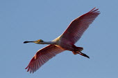 A bright pink roseate spoonbill glides across the sky as the late evening sun shines on it blue,blue Sky,spoonbill,bird,birds,Roseate Spoonbill,evening,feathers,flying,gliding,legs,pink,red,sunny,white,wings,Roseate spoonbill,Platalea ajaja,Threskiornithidae,Ibises, Spoonbills,Aves,Birds,Ci