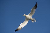 A Northern gannet flying with its wings spread wide in front of a blue sky on a bright sunny day seabird,bird,birds,coastal,coast,blue Sky,Northern Gannet,Pelagic,bright,flying,sunny,white,wing spread,wings,Gannet,Morus bassanus,Aves,Birds,Pelicans and Cormorants,Pelecaniformes,Chordates,Chordata