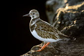A ruddy turnstone stands on a jetty rock with bright orange legs as it glows from a bright backlit sun Ray Hennessy Ruddy turnstone,shorebird,bird,birds,coast,coastal,sandpiper,backlight,bill,brown,feathers,feet,glow,jetty,legs,orange,pattern,rock,rocks,standing,sunlight,Arenaria interpres,Sandpipers, Phalaropes,Scolopacidae,Chordates,Chordata,Aves,Birds,Charadriiformes,Shorebirds and Terns,Ciconiiformes,Herons Ibises Storks and Vultures,turnstone,Tournepierre  collier,Carnivorous,Ocean,Terrestrial,Tundra,Pacific,Aquatic,Estuary,Arenaria,Rock,Animalia,Indian,Asia,South,Forest,Atlantic,Temporary water,IUCN Red List,Heathland,Convention on Migratory Species (CMS),Africa,Soil,Scrub,Coastal,North America,Salt marsh,Wetlands,Least Concern,Flying,Grassland,Omnivorous,Riparian,Streams and rivers,Europe,South America,Ponds and lakes,Australia,BIRDS,Ruddy Turnstone,SANDPIPERS,animal,beak,black,nature,wildlife