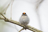 A golden-crowned Kinglet perches on a branch Golden-crowned kinglet,brown,crown,cute,grey,green,head on,high key,light,overcast,perched,red,small,soft light,stick,tiny,white,bird,birds,Animalia,Chordata,Aves,Passeriformes,Regulidae,Regulus satra