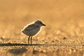 Piping plover chick glows in the early morning sunlight as it stands on a sandy beach plover,bird,birds,shorebird,Piping Plover,backlight,beach,bright,brown,chick,early,glowing,morning,sand,sunny,tan,Piping plover,Charadrius melodus,Aves,Birds,Charadriiformes,Shorebirds and Terns,Chara