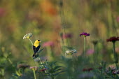 A male American goldfinch perches on a white Zinnia flower in a garden full of colour on an early summer morning American goldfinch,goldfinch,finch,finches,bird,birds,early,flower,flowers,green,morning,orange,perched,pink,red,sunny,white,zinnia,Carduelis tristis,Chordates,Chordata,Aves,Birds,Perching Birds,Passe