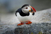 An Atlantic puffin stands on the edge of a rock looking curiously around in soft overcast light Atlantic puffin,puffin,puffins,birds,bird,seabird,seabirds,bill,close,colourful,cute,funny,goofy,grey,orange,red,rock,rocks,stone,white,Puffin,Fratercula arctica,Ciconiiformes,Herons Ibises Storks and