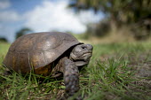 A gopher tortoise walking in green grass with a blue sky behind it on a bright sunny day blue sky,tortoise,reptile,reptiles,brown,close,face,grass,green,shell,sunny,texture,walking,wide angle,Gopher tortoise,Gopherus polyphemus,Chordates,Chordata,Tortoises,Testudinidae,Reptilia,Reptiles,T