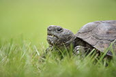 A close up ground level portrait of a gopher tortoise walking in bright green grass tortoise,reptile,reptiles,brown,eating,eye,grass,grey,green,ground,grumpy,head,rough,shell,texture,textured,Gopher tortoise,Gopherus polyphemus,Chordates,Chordata,Tortoises,Testudinidae,Reptilia,Repti