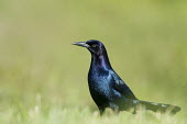 A grackle stands in bright green grass showing off its iridescent colours  on a bright sunny day bird,birds,grackle,Boat-tailed grackle,grass,green,iridescent,male,purple,smooth background,sunny,turquoise,Quiscalus major,BIRDS,Blue,Boat-Tailed Grackle,Florida,animal,black,ground level,low angle,n