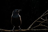 A Common grackle perched on a bare  branch against a black background in the rain bird,birds,Common grackle,backlight,bird feeder,dark,dramatic,feeder,flash,iridescent,parents house,perched,rain,sparkle,grackle,Quiscalus quiscula,Animal,BIRDS,Blue,Branch,Common Grackle,black,nature