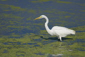 A great egret wades in the shallow duckweed covered water on a bright sunny day with its shadow on the water egret,bird,birds,wader,bright,duckweed,green,shadow,stalking,sunny,wading,water,white,Great egret,Casmerodius albus,Ciconiiformes,Herons Ibises Storks and Vultures,Herons, Bitterns,Ardeidae,Chordates,