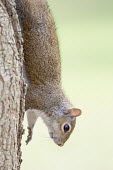 A grey squirrel climbs down the side of a tree in soft light with a smooth green background bark,brown,clinging,cute,ears,fur,furry,grey,gray squirrel,green,tame,tree,white,Grey squirrel,Sciurus carolinensis,Rodents,Rodentia,Squirrels, Chipmunks, Marmots, Prairie Dogs,Sciuridae,Chordates,Cho
