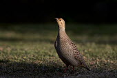 A grey francolin stands tall with its head up in bright sunlight with a dark black background Gray Francolin,Hawaii,Maui,brown,grass,green,ground,spotlight,sunlight,sunny,tan,Grey francolin,Francolinus pondicerianus,Gallinaeous Birds,Galliformes,Phasianidae,Grouse, Partridges, Pheasants, Quail