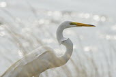 A great egret stands along a shoreline with a bright white background on a sunny afternoon egret,bird,birds,wader,bird eye,bokeh,close up,depth,shallow focus,eye,feather,feathers,grass,majestic,orange,pretty,water,white,Great egret,Casmerodius albus,Ciconiiformes,Herons Ibises Storks and Vu