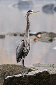 A great blue heron stands on a large rock in soft overcast light blue,heron,bird,birds,wader,brown,feathers,grey,orange,overcast,rock,soft light,standing,tall,white,Great blue heron,Ardea herodias,Aves,Birds,Chordates,Chordata,Ciconiiformes,Herons Ibises Storks and