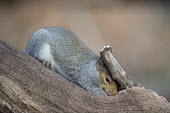 A grey squirrel tries to get food out of a tree stump brown,feeding,fur,furry,grey,gray squirrel,squirrel,tree,white,Grey squirrel,Sciurus carolinensis,Rodents,Rodentia,Squirrels, Chipmunks, Marmots, Prairie Dogs,Sciuridae,Chordates,Chordata,Mammalia,Mam