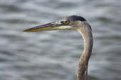 A close up portrait of a great blue heron showing off its impressive bill in soft sunlight blue,heron,bird,birds,wader,Portrait,bill,close,eye,grey,orange,soft light,texture,water,white,Great blue heron,Ardea herodias,Aves,Birds,Chordates,Chordata,Ciconiiformes,Herons Ibises Storks and Vult
