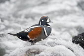 A male harlequin duck stands on a jetty rock while getting splashed with a wave on an overcast day Harlequin Duck,Portrait,Waterfowl,drake,duck,foam,grey,jetty,male,motion,movement,overcast,rock,rust colour,soft light,splash,standing,turbulent,water,water drop,white,Harlequin duck,Histrionicus hist