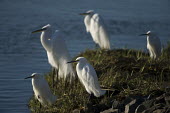 A group snowy and great egrets stand together on a shoreline in the morning sun blue,Great Egret,Snowy egret,egret,bird,birds,brown,flock,grass,green,group,rocks,shore,standing,sunny,water,white,Egretta thula,Snowy Egret,Herons, Bitterns,Ardeidae,Chordates,Chordata,Aves,Birds,Cic