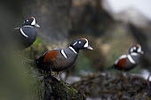 A male harlequin duck stands on a seaweed covered rock and stretches out Harlequin Duck,Waterfowl,brown,colourful,drake,duck,feet,grey,green,group,handsome,looking,male,rust colour,seaweed,soft light,standing,stretched,striking,wet,white,Harlequin duck,Histrionicus histrio