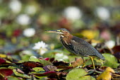 A green heron walks across the bright green lily pads on a sunny day Green Heron,bill,brown,eye,feather,feathers,flowers,front light,green,legs,lily pads,prowling,red,still,white,wings,Butorides virescens,Green heron,Chordates,Chordata,Herons, Bitterns,Ardeidae,Ciconii