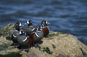 A group of male harlequin ducks stand together on a jetty rock on a bright sunny day blue,Harlequin Duck,Waterfowl,brown,drake,duck,flock,grey,group,jetty,male,rock,rust,rust colour,striking,water,white,Harlequin duck,Histrionicus histrionicus,Chordates,Chordata,Aves,Birds,Ducks, Gees