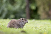 A groundhog eats in a field of green grass Meadowlands,Richard W Dekorte Park,brown,cloudy,eating,fur,grass,green,ground hog,overcast,Ground hog,Animal,Mammals,low angle,wildlife