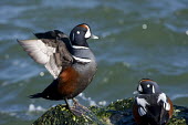 A male harlequin duck flaps its wings while standing on a seaweed covered rock on a sunny day blue,Harlequin Duck,Waterfowl,action,bright,brown,colourful,drake,duck,flapping,grey,jetty,male,pair,rocks,sunny,water,wings,Harlequin duck,Histrionicus histrionicus,Chordates,Chordata,Aves,Birds,Duck