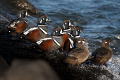 A flock of harlequin ducks stand on a rocky jetty with waves crashing on them on a bright sunny day blue,Harlequin Duck,Waterfowl,brown,drake,duck,female,flock,grey,group,hen,jetty,male,ocean,rocks,rust colour,splash,standing,sunny,water,wave,white,winter,Harlequin duck,Histrionicus histrionicus,Cho