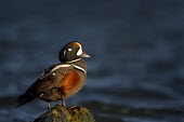 A male harlequin duck stands on a jetty rock as the early morning sun shines blue,Portrait,bright,colourful,drake,early,grey,green,handsome,jetty,male,morning,ocean,perched,rocks,rust colour,seaweed,standing,striking,sunny,water,white,Harlequin duck,Histrionicus histrionicus,C
