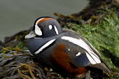 A close up portrait of a harlequin duck sitting on a seaweed covered rock with very soft light showing off all his colours blue,Harlequin Duck,Portrait,Waterfowl,brown,colourful,duck,grey,green,handsome,male,rust colour,seaweed,sitting,soft light,striking,white,Harlequin duck,Histrionicus histrionicus,Chordates,Chordata,A