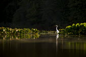 A great egret searches for food in the shallow water surrounded by green water plants egret,bird,birds,wader,backlight,dramatic,green,morning,reflection,scenic,sunny,water level,water plants,white,Great egret,Casmerodius albus,Ciconiiformes,Herons Ibises Storks and Vultures,Herons, Bit