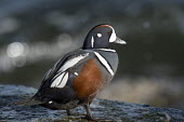 A drake harlequin duck stands on a slick jetty rock on a sunny morning Harlequin Duck,Portrait,Waterfowl,brown,duck,grey,jetty,male,rock,rust,sunny,water drops,wet,white,Halequin duck,Animal,BIRDS,black,gray,nature,wildlife