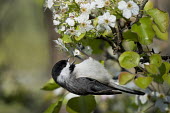A cute Carolina chickadee hangs from a branch filled with spring white flowers and bright green leaves on a sunny day Carolina Chickadee,chickadee,bird,birds,Animalia,Chordata,Aves,Passeriformes,Paridae,Poecile carolinensis,flowers,grey,green,hanging,leaves,perched,spring,sunny,white,Animal,BIRDS,black,gray,nature,wi