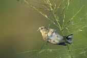 An American goldfinch hangs from a wild rice plant as the soft early morning sun shines on with a smooth background American goldfinch,goldfinch,finch,finches,bird,birds,feeding,green,hanging,perched,smooth background,sunny,white,wild rice,Carduelis tristis,Chordates,Chordata,Aves,Birds,Perching Birds,Passeriformes