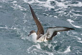 A great shearwater sits in the ocean with its wings raised up high in soft light blue,Great Shearwater,Pelagic,brown,ocean,overcast,soft light,swimming,water,white,wings,Great shearwater,Puffinus gravis,Ciconiiformes,Herons Ibises Storks and Vultures,Procellariidae,Shearwaters and