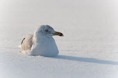A herring gull sits in shallow snow as the sun shines from behind it on a cold winter day blue,Herring Gull,alone,bright,cold,eye,grey,high key,shadow,sitting,snow,solitude,sunlight,sunny,white,winter,Herring gull,BIRDS,Blue,animal,gray,low angle,nature,wildlife,yellow