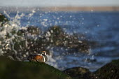 A male harlequin duck rests on a seaweed covered rock on a bright sunny morning as a wave crash blue,Harlequin Duck,Waterfowl,action,drake,duck,grey,green,horizon,jetty,male,rock,rust colour,scenic,seaweed,sitting,splash,sunny,water,wave,white,winter,Harlequin duck,Histrionicus histrionicus,Chor