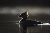A female hooded merganser swims by showing off her silhouette with a glow from the soft sun against a darker background Ray Hennessy Hooded Merganser,Silhouette,Waterfowl,backlight,brown,drama,dramatic,duck,female,glow,hen,reflection,water level,white,BIRDS,animal,black,low angle,wildlife