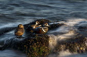 A trio of harlequin ducks rest on rocks covered with mussels with the ocean waves swirling around blue,Harlequin Duck,Waterfowl,drake,duck,early,female,golden,grey,green,group,hen,jetty,long exposure,male,morning,motion blur,mussels,resting,rock,rust colour,seaweed,sun,sunny,water,white,Harlequin