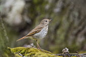 A hermit Thrush stands on a patch of green moss under the forest canopy Hermit Thrush,THRUSHES,brown,ground,moss,overcast,white,Catharus guttatus,Aves,Birds,Turdidae,Thrushes,Perching Birds,Passeriformes,Chordates,Chordata,Hermit thrush,Catharus,Omnivorous,Terrestrial,Tem