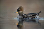 A female hooded merganser floats on a calm pond in the soft afternoon sunlight Ray Hennessy Hooded Merganser,Waterfowl,brown,close,duck,female,floating,hen,orange,reflection,soft light,sunny,swimming,water,water level,winter,BIRDS,animal,low angle,wildlife