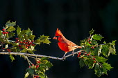 A bright red male Northern cardinal perches on a branch of holly with red berries Ray Hennessy Northern Cardinal,berries,bright,dramatic,feeder,green,holly,leaves,perched,red,sunny,vivid,Holly and Cardinal,BIRDS,Branch,animal,black,nature,wildlife
