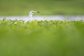 A juvenile little blue heron stalks for prey in tall thick green vegetation so only its head and neck stick out blue,bird,birds,wader,wetland,Little blue Heron,green,juvenile,plants,vegetation,water plants,white,Little blue heron,Egretta caerulea,Little Blue Heron,Chordates,Chordata,Herons, Bitterns,Ardeidae,Ci